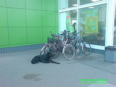 172164526.p.0.360.0.jpg (27.79 Kb)