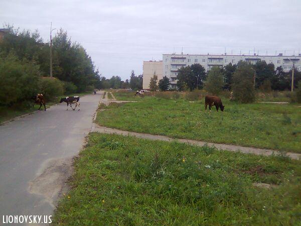 Коровы в Сясьстрое