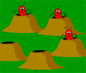   Ants